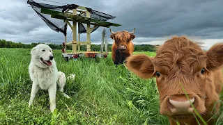 How to Make Cattle Happy