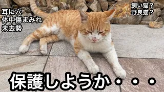 怪我している野良猫を保護しま・・・