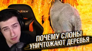 Hellyeahplay смотрит: Почему Слоны Уничтожают Деревья?