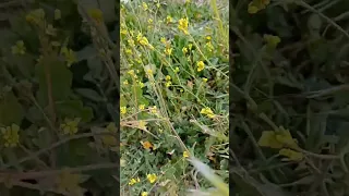 Yellow flower shrubs in desert