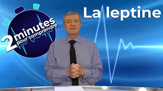 La leptine - 2 minutes pour comprendre