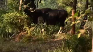 Leopard Vs Gaur - Bandhavgarh - Nikon D7000