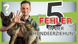 Vermeide diese 5 FEHLER in der Hundeerziehung