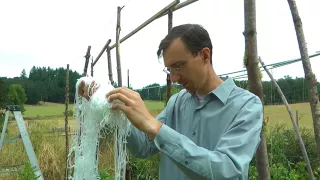 Shell Pea Status, Growing Lettuce in Summer, and Pinto Trellis