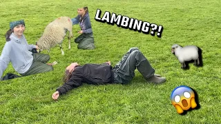 a chaotic lambing vlog!