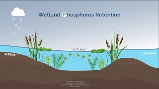 How Wetlands Work