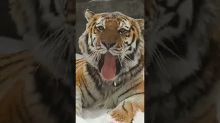 Тигр зевает. 😮 #амурскийтигр #тигр #сибирь #животные #природа #котики #кошки #круто #интересно