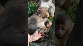 New Life Of Baby Monkey And Monkey Life in the forest#Shorts 104