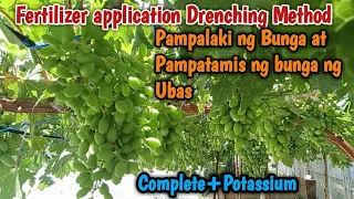 Fertilizer application para sa ubas para lumaki at tumamis ang mga bunga