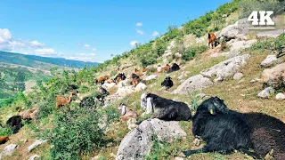 Sheep grazing in the mountains