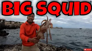 Biggest Squid Ever | Perth Squid