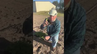 How To Plant Watermelons 🍉