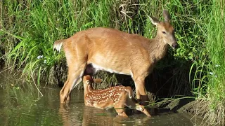 Doe Nursing her Fawn, Rouge River, Markham ON, June 22, 2019