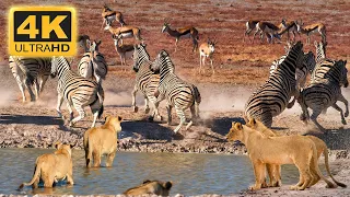 4K African Wildlife: Okavango Delta Area, Botswana, Africa - Scenic Wildlife Film With African Music