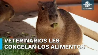 Dan alimentos con hielo a animales del Zoológico de Zacango para protegerlos del calor