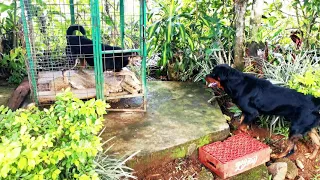 Aggressive one year old rottweiler challenges alpha