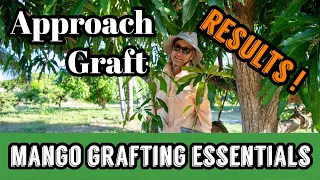 Mango Grafting Essentials | Approach Graft Results!