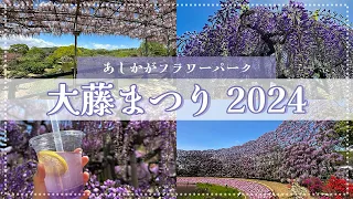 【あしかがフラワーパーク2024】大藤まつりの様子をいち早くお届け！混雑状況から開花状況まで盛りだくさん！【Beautiful Wisteria in Ashikaga Flower Park】