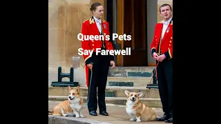 Corgi’s Final Farewell to Queen Elizabeth II
