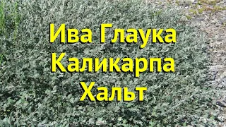 Ива декоративная глаука каликарпа хальт. Краткий обзор, описание характеристик salix