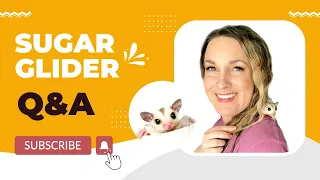 Are adult Sugar Gliders different than babies? What should sugar gliders drink? Sugar Glider Q&A