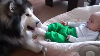 Top 10 Adorable Alaskan Malamute playing with kids