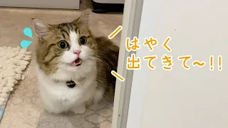 飼い主のお風呂が心配でずっと話しかけてくる猫が可愛すぎる！