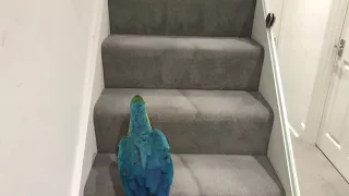 Parrot On A Mission To His Room | Mikey The Macaw