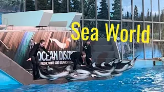 Ocean Discovery -Beluga Whales and Dolphins(full show)-SeaWorld-San Antonio Texas(2023)