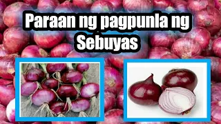 Paano magpunla ng sibuyas | Paraan ng Pagpupunla