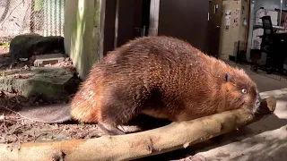 Maple and Filbert are Stronger Chewgether | Beaver Branch Challenge