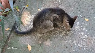 the stray cat enjoyed its meal alone