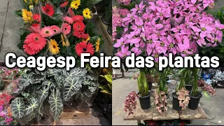 Tuor pelo ceasa de São Paulo com promoções!!