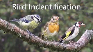 Bird Identification Video in English- UK Garden Birds Names ID