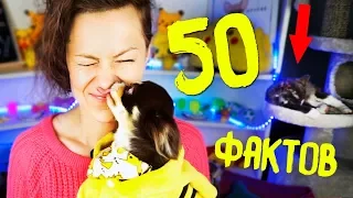 50 ФАКТОВ о моей СОБАКЕ ПОКЕМОН ЮМИ ЧУ Magic Family