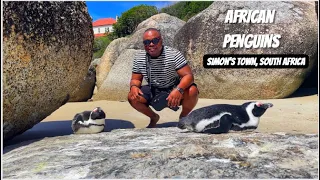 WORLD FAMOUS AFRICAN PENGUINS | Boulders Beach | Simon's Town, Cape Town, South Africa