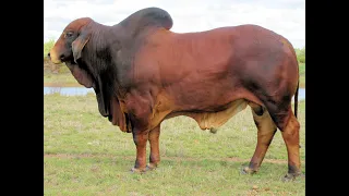 Karmoo Brahmans 2023 Bull Sale - Lot 21(PP)