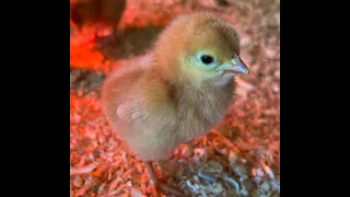 ISA Brown Chicken Growth | One Day To One Week Old