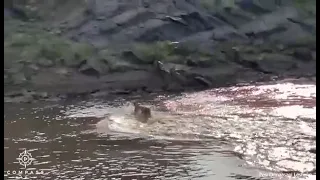 Lion Stranded on Hippo Runs Through 40 Crocodiles to Escape