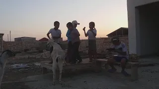 Нападение Акул. Белая тигровая и двух алук-молотов. Село Сайын (Тельман) Казахстан. Актау.