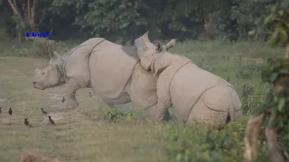 Rhino Mating  Kaziranga