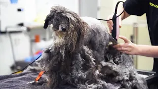 Neglected Dog With Matted Fur Gets An UNBELIEVABLE Makeover!