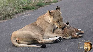 A Very Sad Lion Story - Lioness Searching For Lost Cub AGAIN