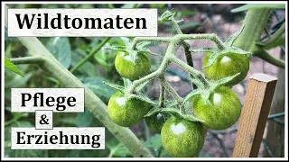 Tomaten anbauen Teil 9: Erziehung & Pflege von Wildtomaten I Ausgeizen: ja oder nein?