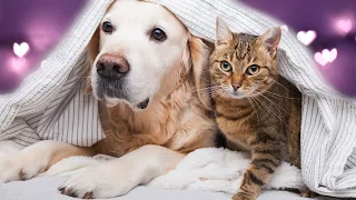 the animal will fall asleep in 5 minutes, calming music for the dog and cat, lullaby for the pet