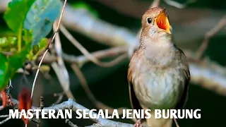 Sikatan Londo Gacor,Masteran Semua Jenis Burung