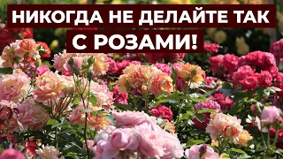 УХОД ЗА РОЗАМИ ОСЕНЬЮ.🌹 КАК ПОДГОТОВИТЬ РОЗЫ К ЗИМЕ?