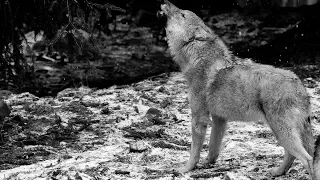 Ululato lupo DA BRIVIDI!  (IR Plus 110 gradi) - Wild Wolf Howling (Canis lupus italicus)