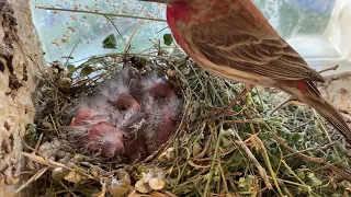 House Finch Babies — Day 3