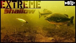 When and How to Catch Bass on Jerkbaits in Shallow Water